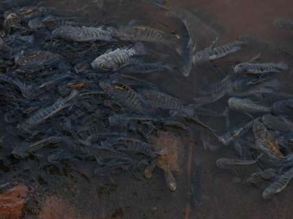 Em busca de oxigênio, peixes agonizam no Rio Anhanduí