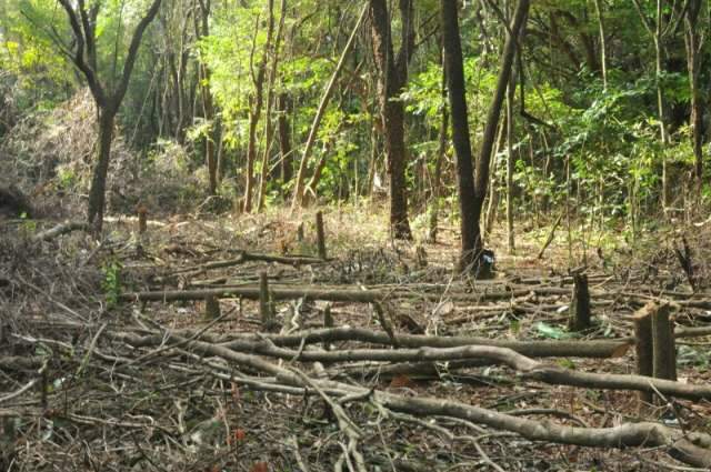 &Aacute;rea do Parque dos Poderes ser&aacute; desmatada para constru&ccedil;&atilde;o de pr&eacute;dio