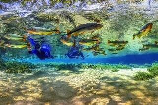 Flutuação em aquário natural com piraputangas no Rio da Prata (Foto: Márcio Cabral)
