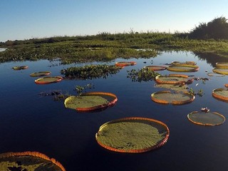 Vitória-régia é encontrada nas lagoas que margeiam o Paraguai, no Amolar (Foto: Divulgação)