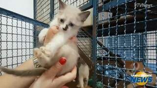 Centro de Controle de Zoonoses tem c&atilde;es e gatos a espera de um novo lar