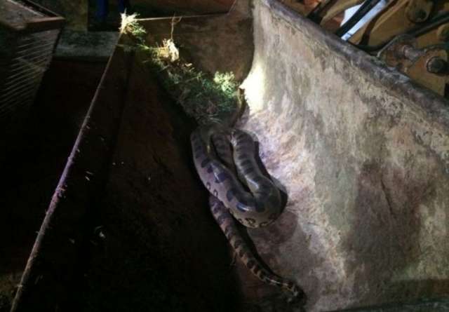 Sucuri de 5 metros &eacute; encontrada por funcion&aacute;rios em frigor&iacute;fico