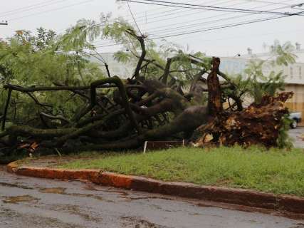 Chuva derruba árvore em avenida movimentada da região sul de Dourados