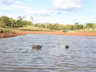 Alguns patos já estão no lago. (Foto: Paulo Francis)