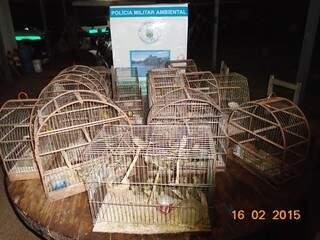 Em Cassilândia, PMA apreendeu 41 aves silvestres que eram mantidas ilegalmente em cativeiro (Foto: Divulgação/PMA)