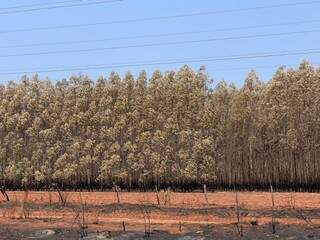 Eucaliptos plantados em propriedade na BR-262 tiveram os &quot;pés&quot; queimados; ao menos parte deles não poderá ser aproveitada pela indústria de celulose (Foto: Direto das Ruas)