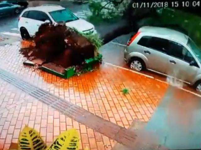 V&iacute;deo flagra momento em que &aacute;rvore cai entre 2 carros e interdita rua