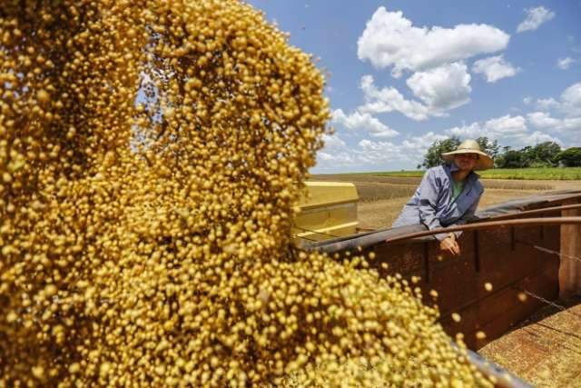 MS pode ter maior queda de produtividade de soja do pa&iacute;s, aponta Conab 