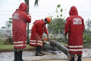 Bombeiros trabalham para retirar árvore que interdita avenida (Foto: Marcos Ermínio)