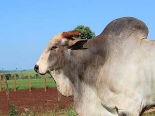 A produção de sêmen bovino para a inseminação artificial faz com que Mato Grosso do Sul seja um dos maiores exportadores de carne. (Foto: Rodrigo Alva/Embrapa)