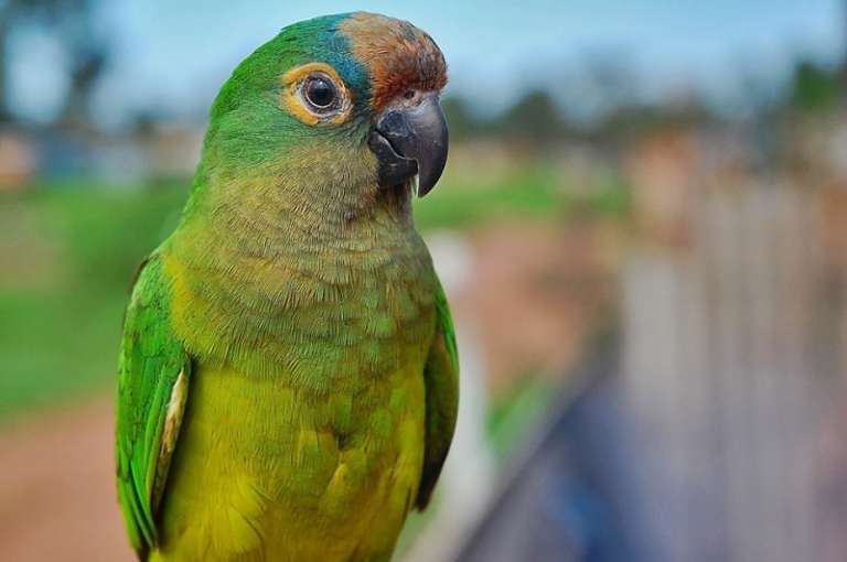 Fofos e belos, bichos transformam bairros em planetas dos macacos - Campo  Grande 116 Anos - Campo Grande News