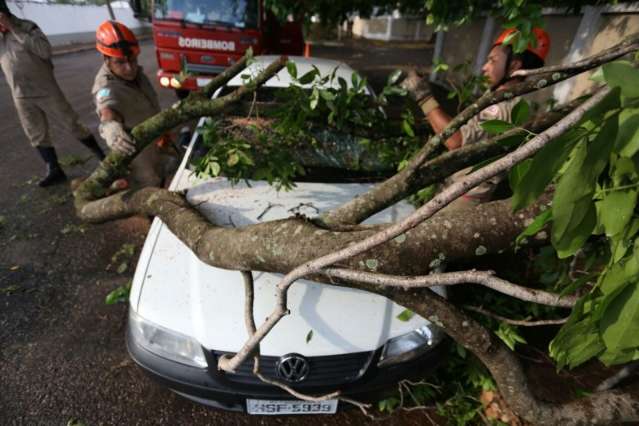 Rajada de vento de 71,2 km/h causa queda de &aacute;rvores em quatro bairros