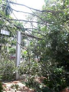 Árvore atingiu portão e cerca elétrica de residência (Foto: Inez Soares / arquivo pessoal)