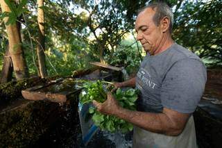Além de uma das rendas principais, hortaliça é tradição(Foto: André Bittar)