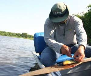  Sashimi fez da piranha um peixe valorizado na pescaria do Pantanal