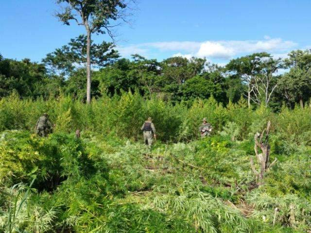 Ministro paraguaio defende discuss&atilde;o sobre legaliza&ccedil;&atilde;o da maconha
