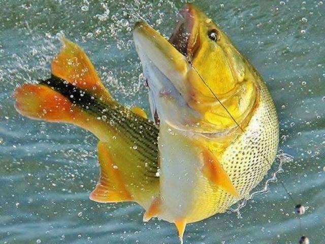 &quot;Trof&eacute;u&rdquo;, pescador comemora fim da captura do Dourado para consumo