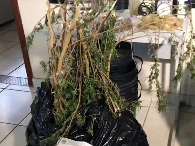 Mais cara: trio &eacute; preso por cultivar maconha hidrop&ocirc;nica em resid&ecirc;ncia