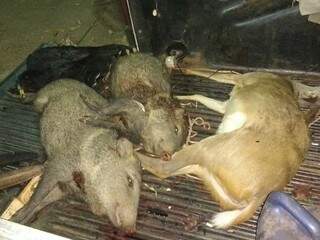 Animais abatidos pelo grupo de caçadores em MS (Foto: divulgação)