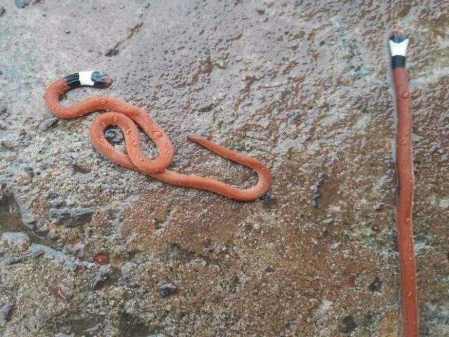 Oito cobras corais invadem celas de delegacia no interior do Estado
