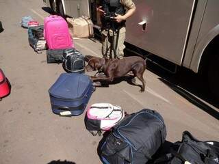 Cães farejam malas na rodovia (Fotos: Divulgação)