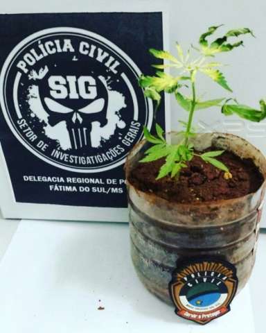 Pol&iacute;cia faz &ldquo;limpa&rdquo; em cidade do interior e encontra at&eacute; p&eacute; de maconha