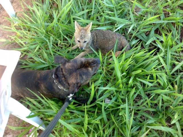 Filhote de lobinho sai do meio do mato e brinca com cachorro em rua da Capital