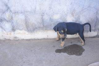 Cãezinhos foram colocados no chão para não urinarem em cima dos outros (Foto: Alcides Neto)