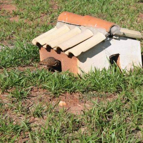 Coruja tem casa de alvenaria em rotat&oacute;ria de bairro de &aacute;rea nobre