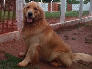 Cão hospedado no Canil Park Hotel em Campo Grande (Foto: Bruna Kaspary)