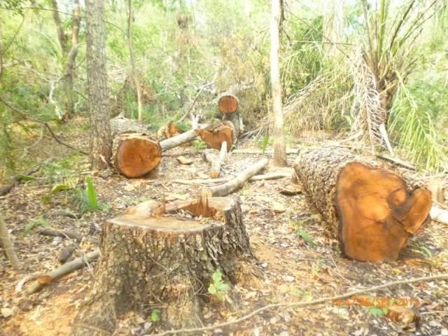 Ibama descobre esquema de  venda ilegal de madeira na reserva ind&iacute;gena Kadiw&eacute;u