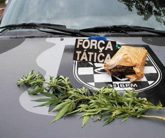  Pol&iacute;cia encontra p&eacute;s de maconha em quintal de casa em Dourados