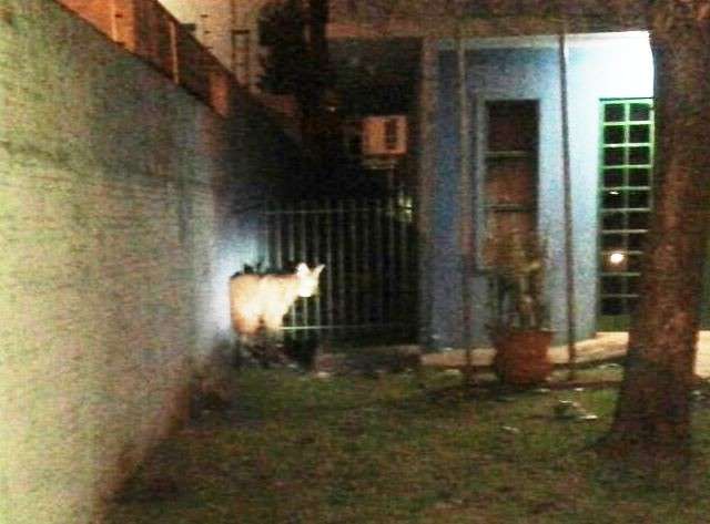 Lobo-guar&aacute; aparece em ag&ecirc;ncia fazend&aacute;ria e &eacute; capturado pela PMA