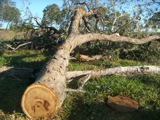 Árvore derrubada sem autorização. Dono de fazenda é multado em R$ 2,7 mil. (Foto: Divulgação)