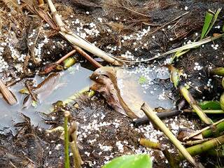 &quot;Grãos&quot; de plástico em meio à vegetação do Canal do Tamengo. (Foto: Diário Corumbaense)