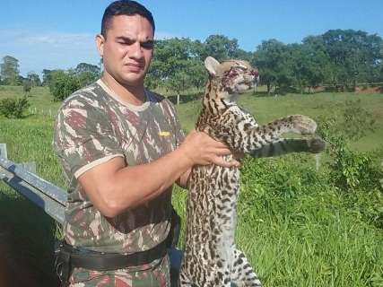 PMA recolhe jaguatirica encontrada morta após ser atropelada na BR-267