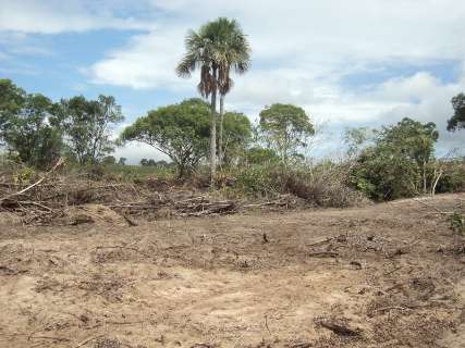 PMA autua fazendeiro em R$ 19 mil por desmatamento ilegal de área protegida