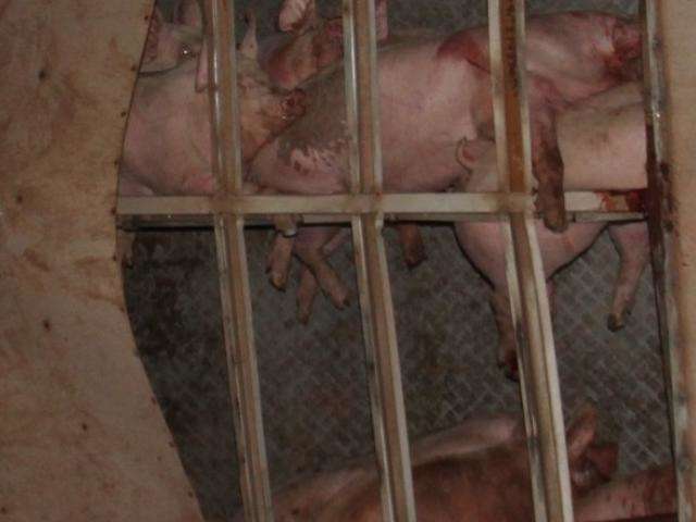 Carreta carregada com porcos tomba e animais morrem na BR-060