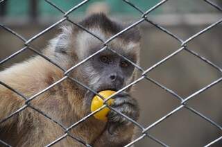 Macacos fazem parte dos animais que serão soltos em breve. (Foto: Marcelo Calazans)
