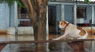 Até a casinha foi para debaixo da água. Cachorro fica ilhado em residência. (Foto: Marlon Ganassin)
