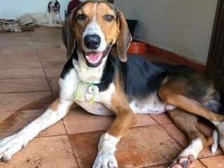 Um dos cães resgatados em lar temporário (Foto: Abrigo dos Bichos/Divulgação)