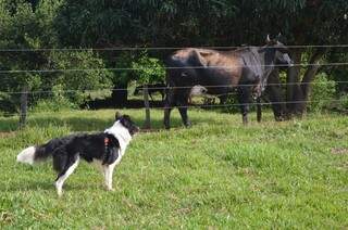 Jack ficou intrigado com as vacas. (Foto: Thailla Torres)