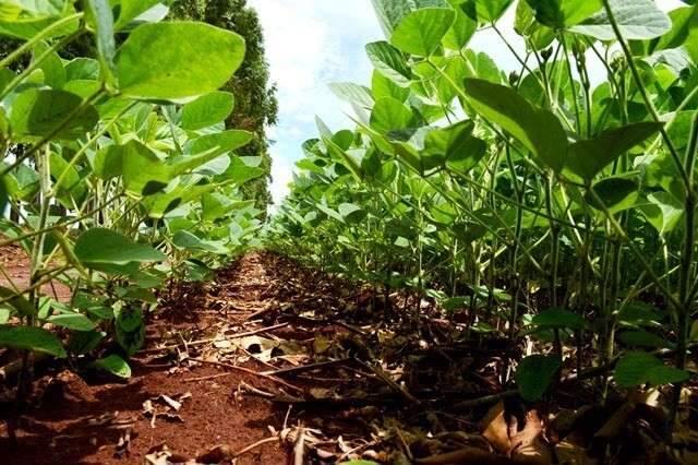 Chuva ajuda, plantio da soja avan&ccedil;a e chega a 68% das lavouras de MS