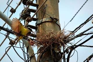 Ave &quot;enrolada&quot; nos fios em poste de energia elétrica, um risco que, para algumas acaba em morte. (Foto: Cleber Gellio)