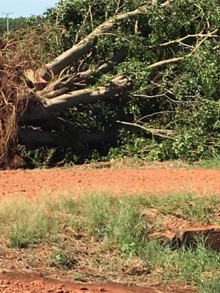 Ventos foram tão fortes que arrancaram árvores pelas raízes. (Foto: O Correio News) 