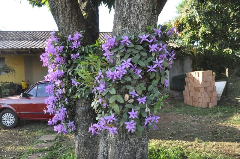 Árvore repleta de orquídeas é o sucesso de casa no Monte Castelo -  Arquitetura - Campo Grande News