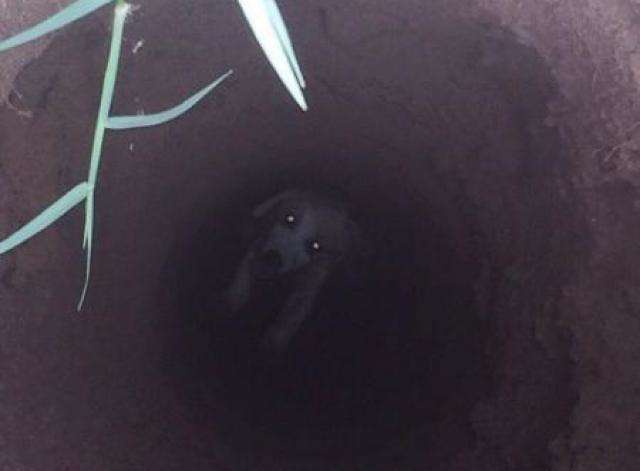 Bombeiros resgatam filhote de labrador que caiu em buraco de 4 metros