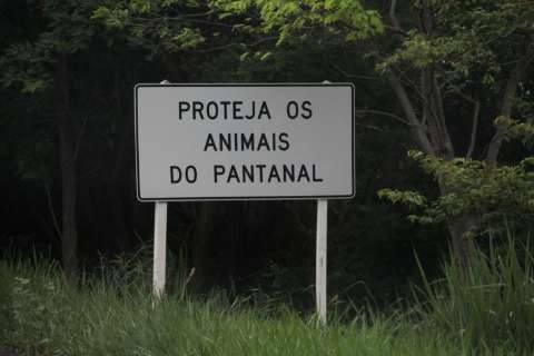 Sinalização não impede mortes de animais na BR de acesso ao Pantanal