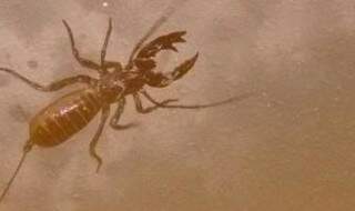 Escorpião-vinagre é encontrado novamente por moradores (foto Direto das Ruas)