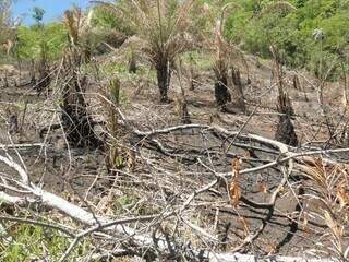 Área foi desmatada e queimada sem autorização ambiental (Foto: Divulgação/ PMA)